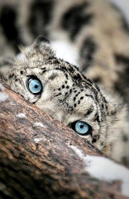 I Researched This And Found That Snow Leopard Cubs Have Blue Eyesbut