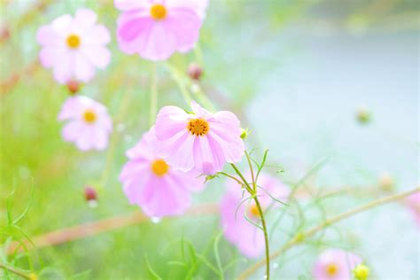 894 free images of purple wallpaper. Macro photography of purple petaled flower HD wallpaper ...