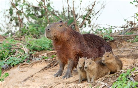 Capybara Facts For Kids Animal Fact Guide