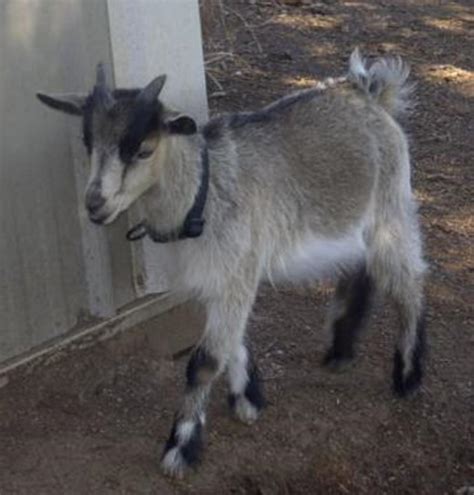 The Lovable African Pygmy Goat Hubpages