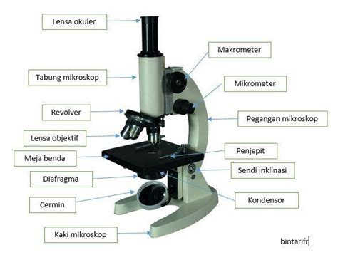 Lensa Yang Letaknya Dekat Dengan Mata Pada Mikroskop Disebut Terkait Mata