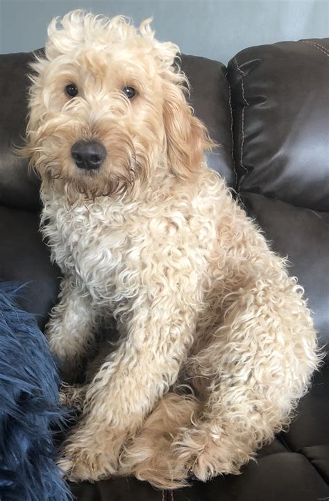 Sarge is a sharp looking mini goldendoodle puppy with a bubbly personality. Goldendoodle Puppies - HOPE HILL DOODLES