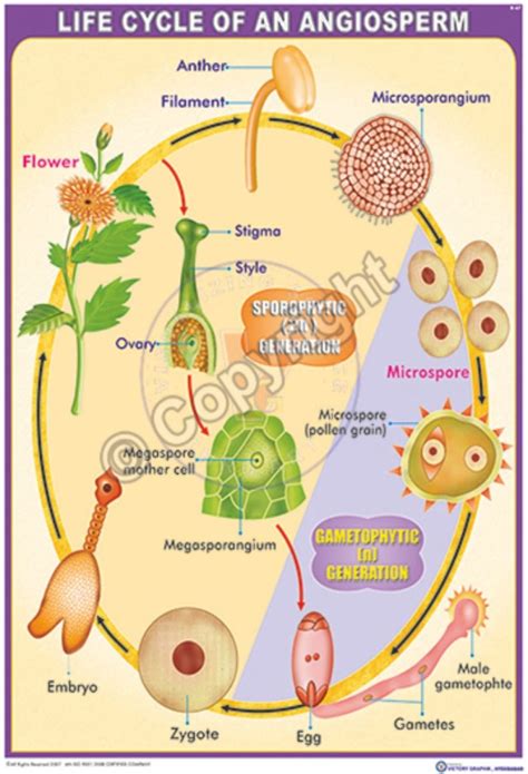 Victory Graphik B 67 Life Cycle Of An Angiosperm