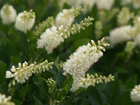 17 Blooming Bushes That Attract Butterflies Birds And Blooms