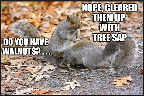 Squirrel Nuts Memes