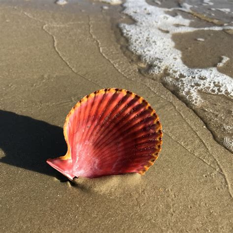 Seashells By Millhilltop Rare Seashell Finds In Florida