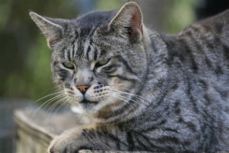 Check out the bengal cat names for your kitten based on its appearance and trait. The Bengal Cat Breed