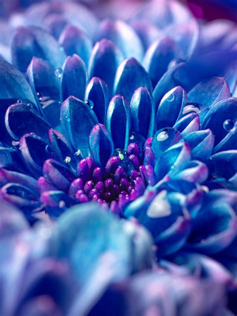 Blue Flower Wallpaper 4k Macro Vivid Close Up Dew Drops Droplets