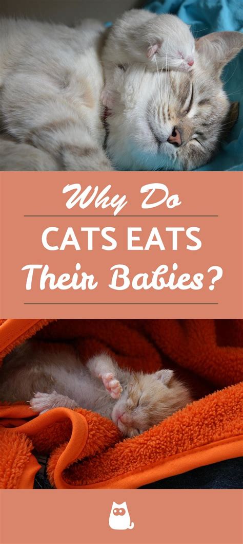 Cat should normaly make very good mothers. Why Do Cats Eat Their Babies? | Cats, Baby kittens, Baby ...