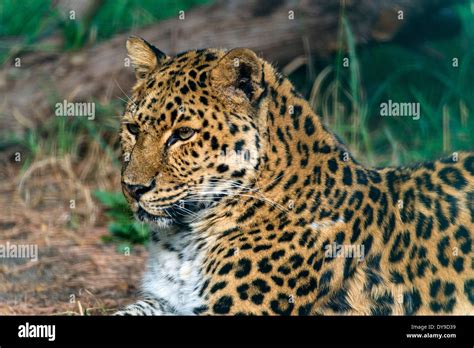 Amur Leopard Panthera Pardus Orientalis Leopard Animal Portrait