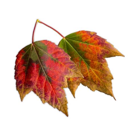 Two Beautiful Autumn Leaves Changing Colors Stock Image Image Of