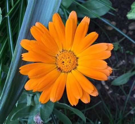 Check spelling or type a new query. A pretty little flower to brighten up your day. 🌼 : gardening