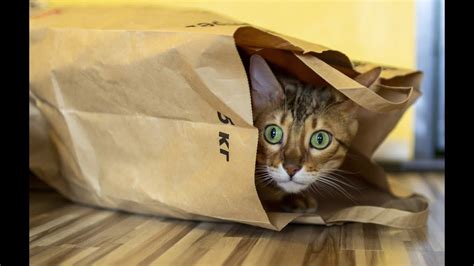 Funny Cat Video Compilation #7 [Fails, Reactions, Try Not ...