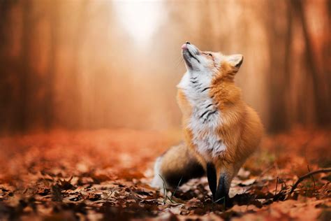 Fox Animals Nature Wildlife Wallpapers Hd Desktop And Mobile