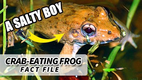 Crab Eating Frog Facts The Saltwater Frog Animal Fact Files Youtube