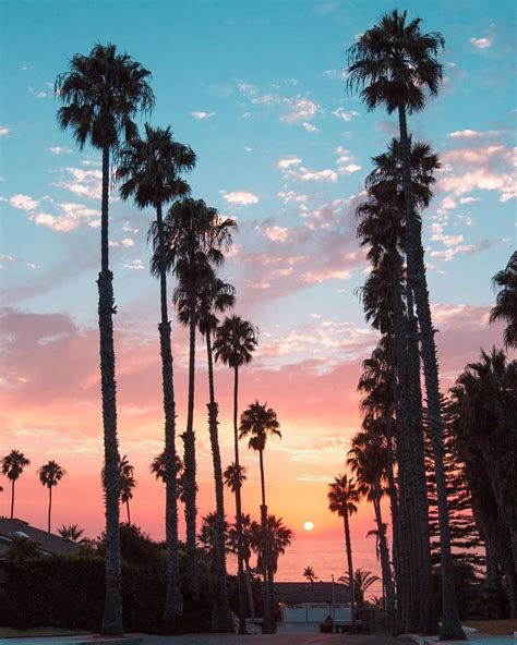 La Jolla Beach San Diego California By Debodoes California Palm