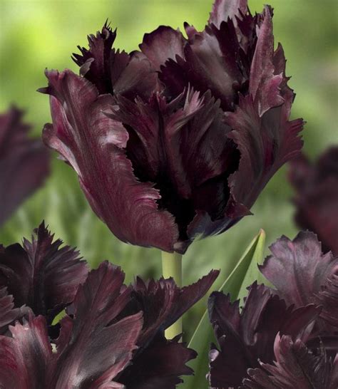 Tulpenzwiebeln Black Parrot Fast Schwarze Tulpe Tulip Store