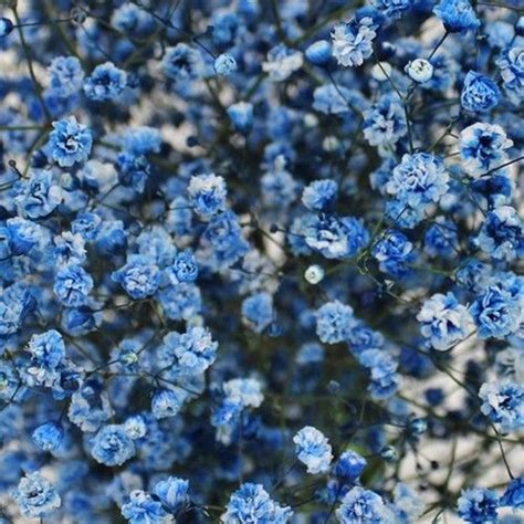 Tinted Baby's Breath Gypsophila - Blue in 2020 | Flower ...