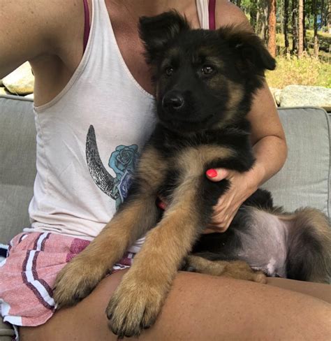 female GSD puppy 4 (purple) - Washington German Shepherd Rescue