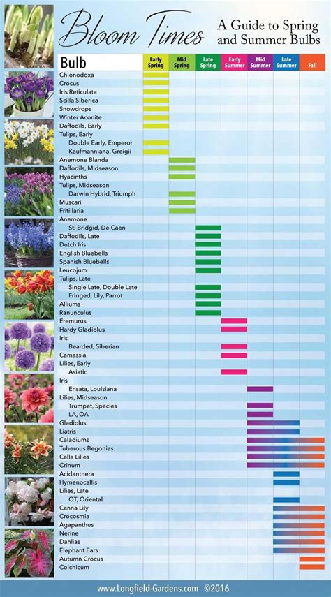 A Bloom Time Chart Shown To Show You When Each Type Of Bulb Is At Its