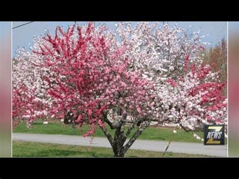When more than one scion is joined to the rootstock, a single apple tree, for instance, could yield several kinds of apples, like fuji, gala, red delicious, and golden delicious varieties. Grafting Multi Fruit Tree : Beginners guide to multi ...
