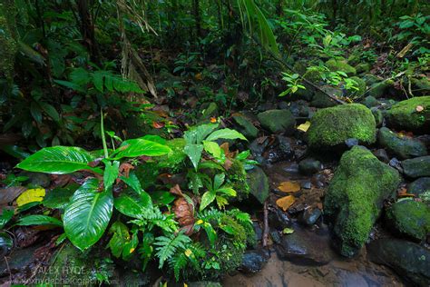 Tropical Premontane Rainforest Costa Rica Alex Hyde