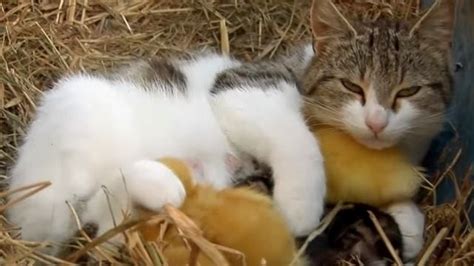 Mira A Esta Dulce Mamá Gata Amando A Sus Pequeños Patitos ~ Solo Gatos