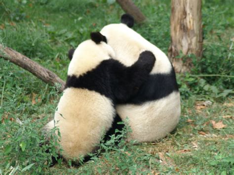 Animalshugging Animal Hugs Panda Hug Panda Bear
