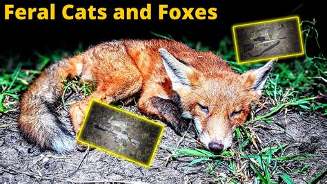 Shooting Feral Cats And Foxes Australia Youtube