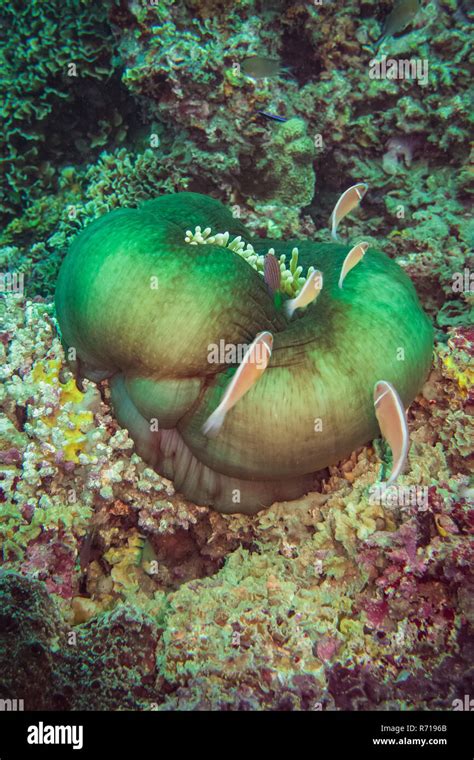 A Sworm Of Clownfish Are Hiding In This Beautiful Green Sea Anemone
