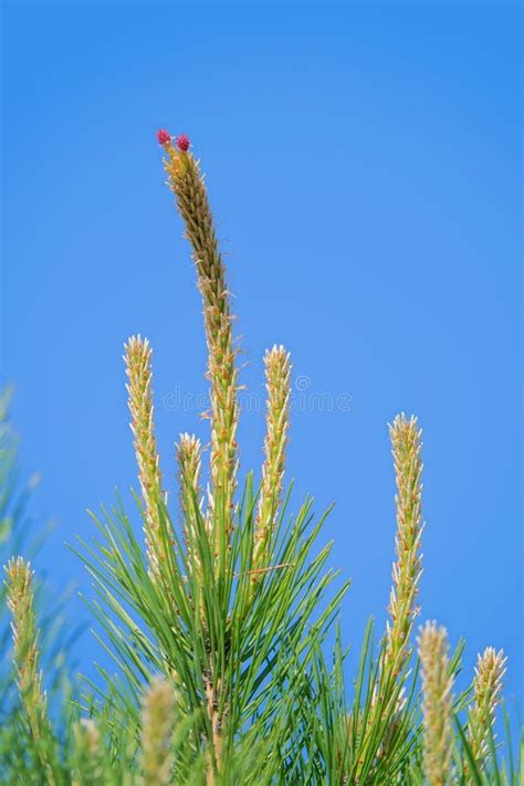 Chinese Red Pine Stock Image Image Of Tree Sprouting 183722109