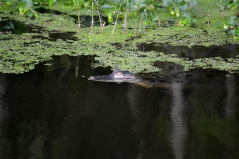 Young Gator Alligator Lake Photograph By Rd Erickson