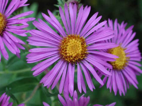 Information about identifying and growing the various native as the days begin to grow shorter in late august and september, another of our favorite native flowering perennials, the asters, begin putting on a show. New England Aster (Aster novae-angliae) - 02 - Wild ...