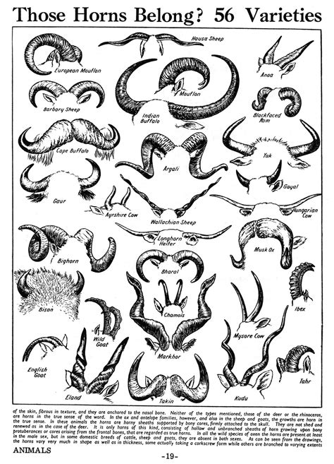 An Old Black And White Poster With Different Types Of Horned Horns
