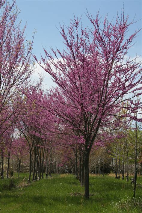 We did not find results for: Tree Farm Northern Virginia | Shade Tree Farm