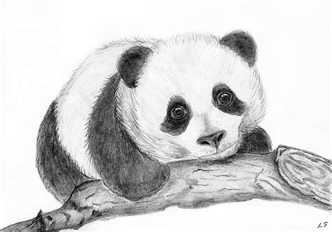 Draw a line, which will act as the center of its head. Panda Drawing at PaintingValley.com | Explore collection ...