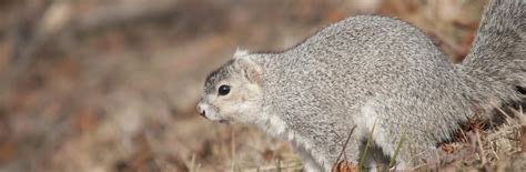 The original population size was most likely not large, but its range once included the entire delmarva peninsula and parts of southeastern pennsylvania. Extinction Risk of the Delmarva Fox Squirrel | University ...