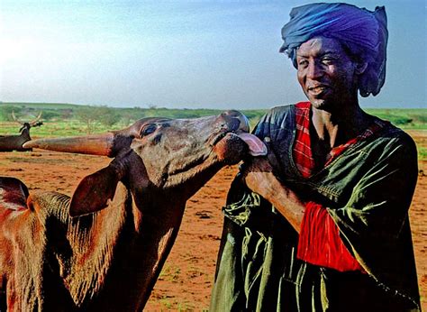 Fascinating Humanity Niger Wodaabe Nomads Love For Their Cattle Is