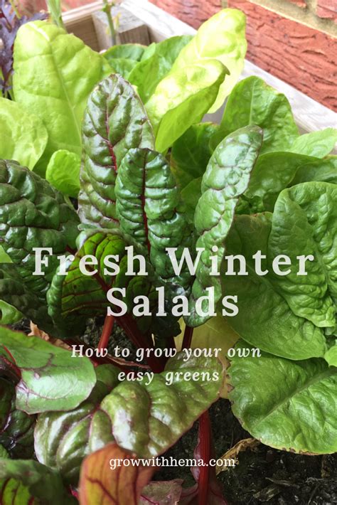Grow Your Own Winter Salads Winter Salad Growing Fruit Greens
