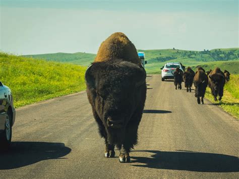 Maybe you would like to learn more about one of these? 21 Fabulous Things To Do in South Dakota - TripsToDiscover