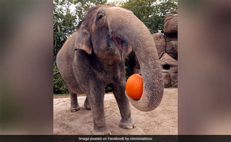 Halloween 2017 Its A Pumpkin Party For Animals At These Zoos