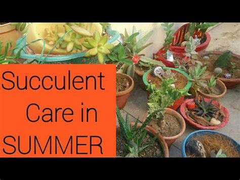 In the summer, christmas cacti can be placed in a shady spot in the garden or in an unheated porch until temperatures get below 50°f (10°c). SUCCULENTS & CACTUS care TIPS in SUMMER - YouTube