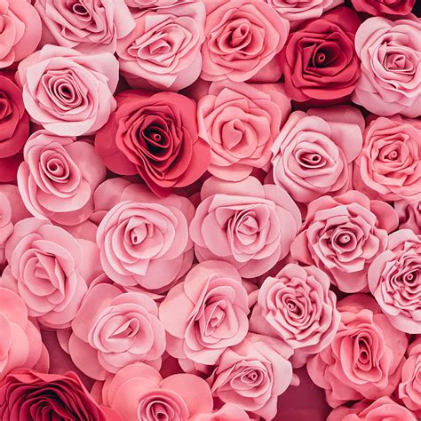 3840x2160px 4k Descarga Gratis Hermosa Flor De Rosa Flores Rosa