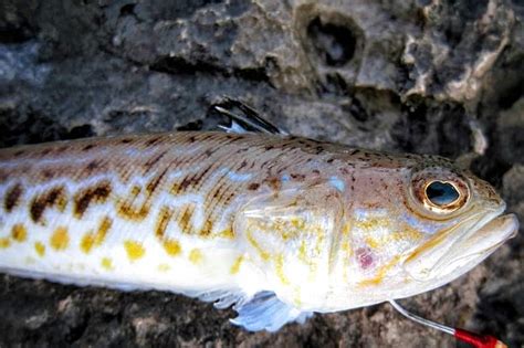 Punture di animali marini: cosa fare in caso di incontri ...