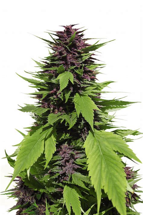 ¿buscas una forma de disfrutar del cannabis, sin los riesgos asociados a fumar? Feminizowane nasiona marihuany Frisian Duck. Uprawa ...