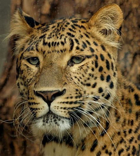 9 Different Types Of Leopards With Facts And Pictures Wild Cats