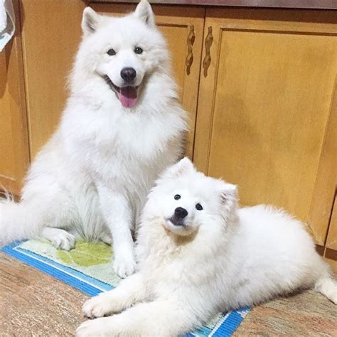 The 10 Big Fluffy Dog Breeds That Perfect For Cuddling