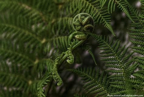 Interesting Facts About Ferns Just Fun Facts