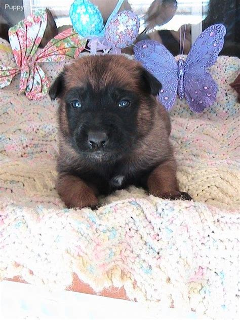 Find belgian malinois in dogs & puppies for rehoming | 🐶 find dogs and puppies locally for sale or adoption in canada : Belgian Malinois -3 weeks old. For Sale | Malinois ...