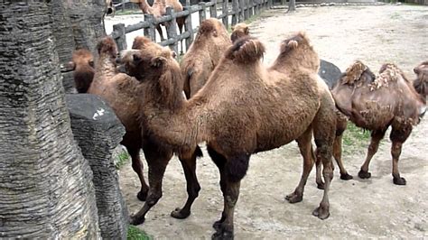 They shed their fiber in clumps consisting of both coats and they produce about 15 pounds (2 kg) of fiber annually. 雙峰駱駝(Bactrian camel) 20130318 - YouTube